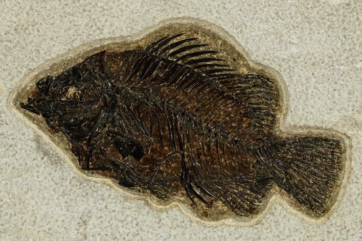 Detailed Fossil Fish (Cockerellites) - Wyoming #327961